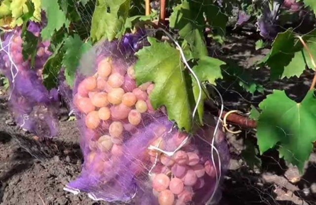 гроздь винограда в сетке