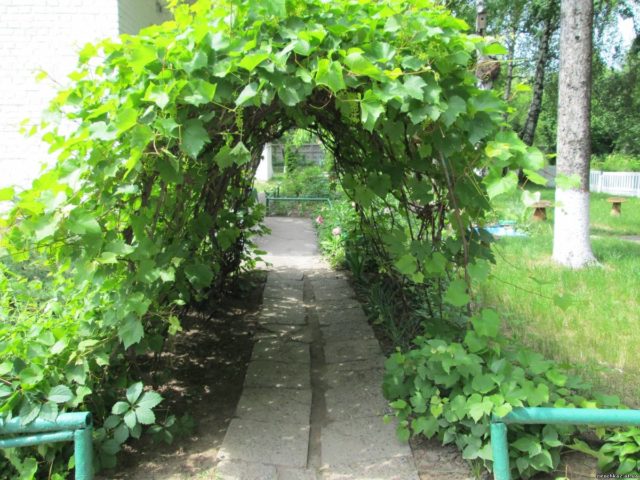 арка для винограда