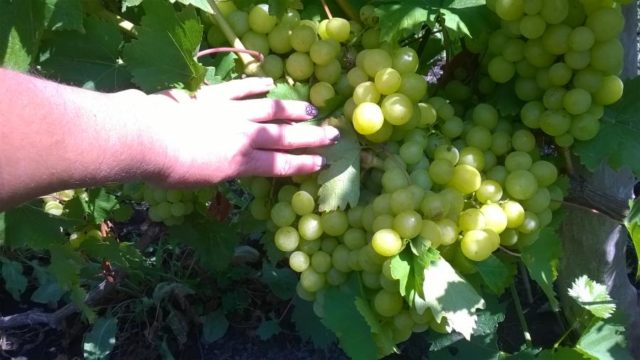 женская рука гроздь винограда