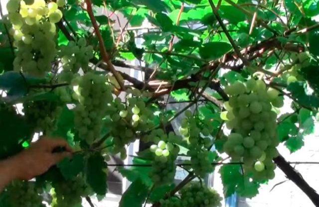 лоза винограда