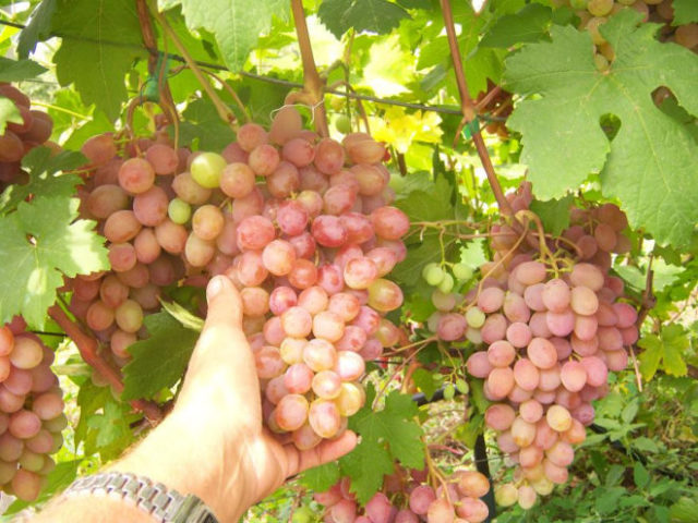 гроздь винограда в руке