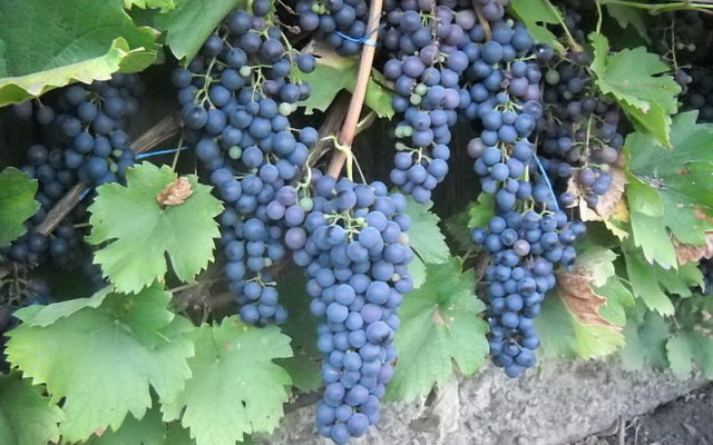 грозди винограда