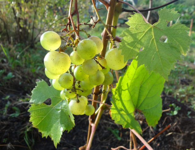 гроздь винограда на лозе