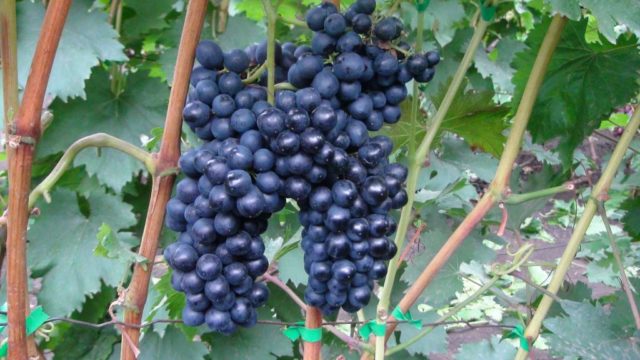 грозди черного винограда