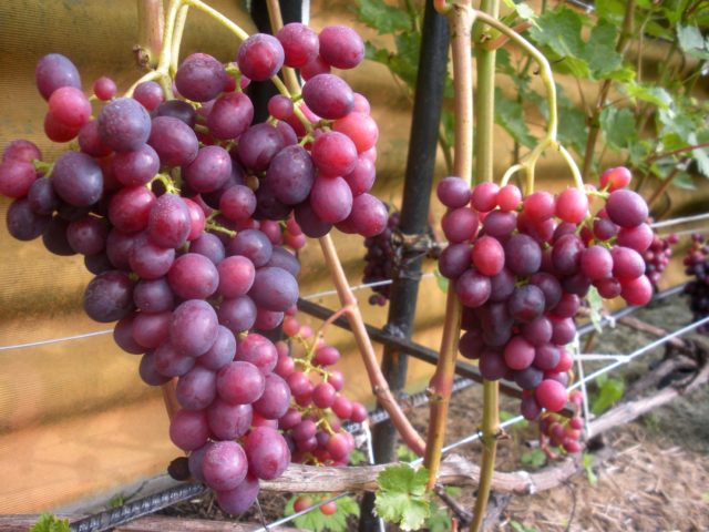грозди красного винограда