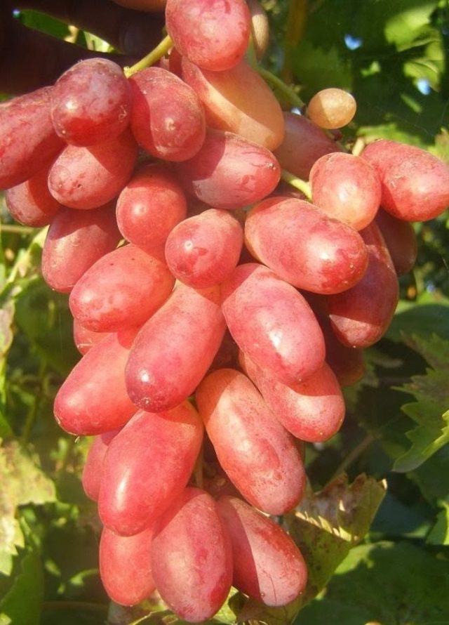 гроздь розового винограда