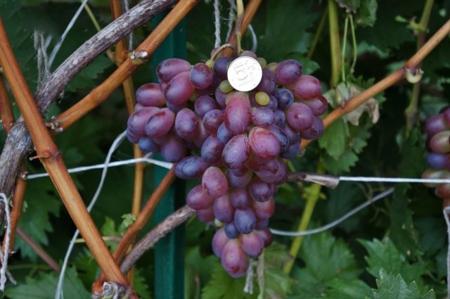 гроздь винограда с монетой