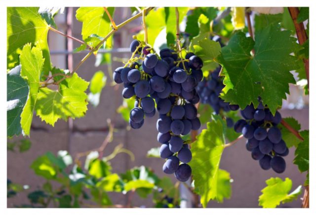 гроздь винограда на кусту