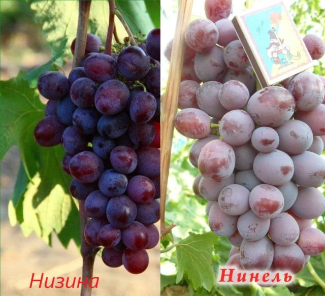 два вида винограда