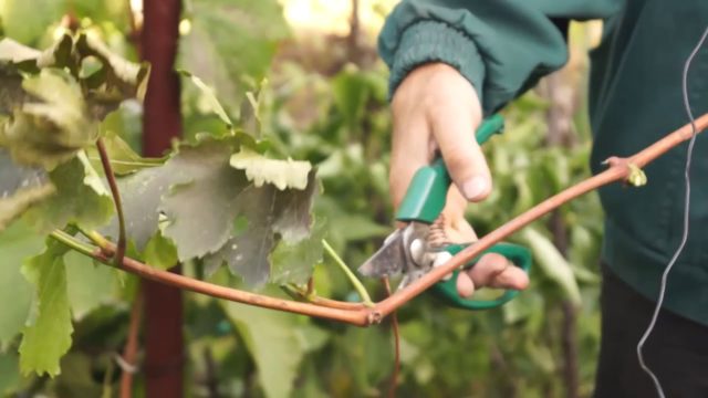 Как сохранить черенки винограда с осени до весны