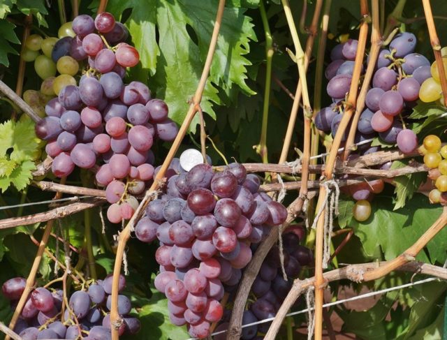 грозди винограда на лозе