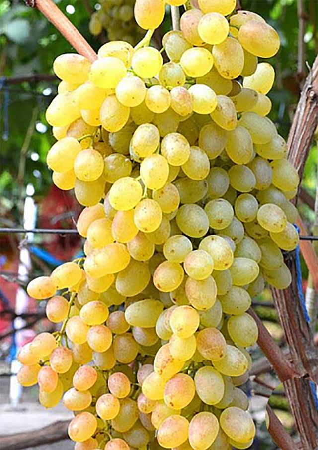 гроздь белого винограда
