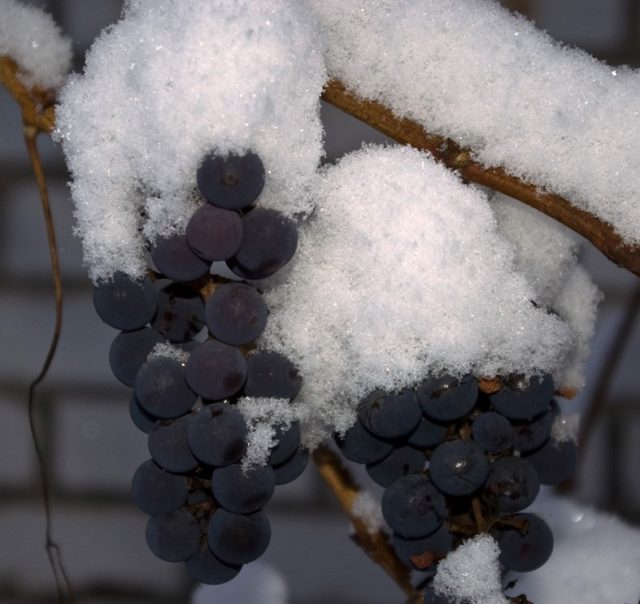 виноград под снегом