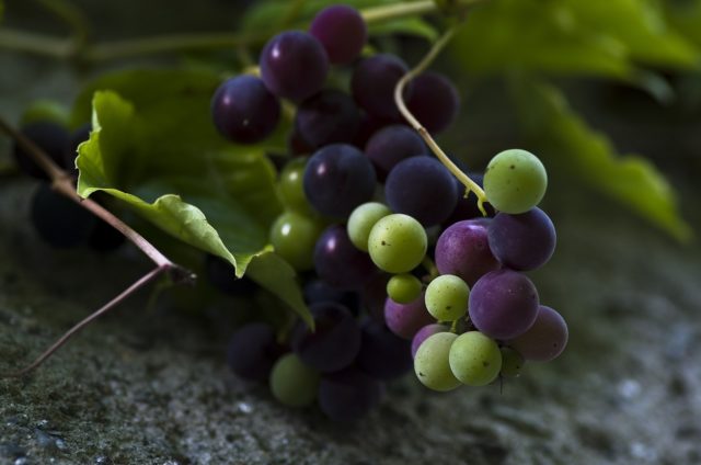 недозрелый виноград